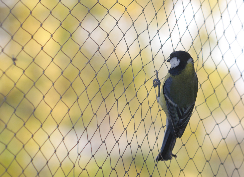 Anti Bird Nets Hyderabad